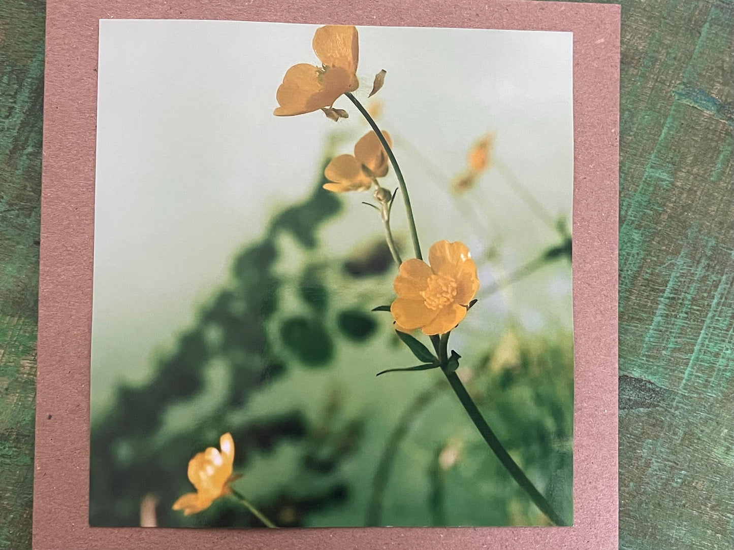 Natural photography card, recycled card, birthday card, wildlife card. Eco friendly card. Handmade card. Buttercup card, Thank you card.