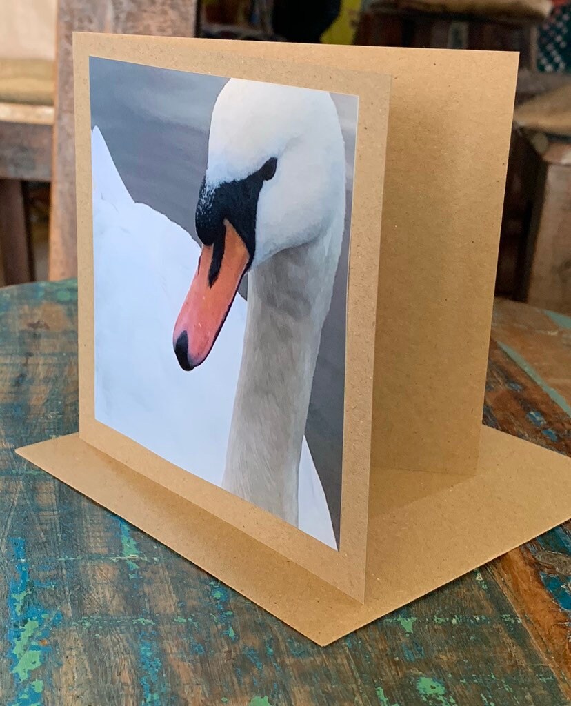 recycled card, handmade card, swan card. Photo card, wildlife card, birthday card, sympathy card, eco friendly blank card, get well card.