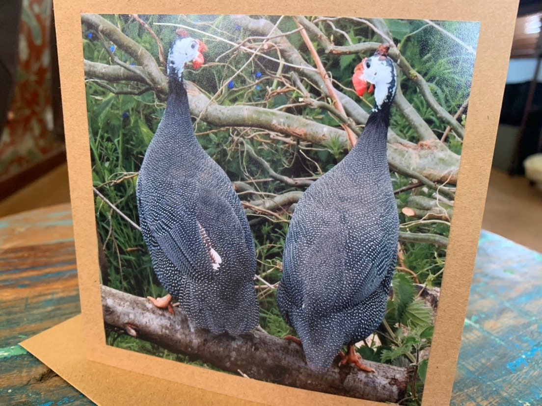 Handmade card, guineafowl card. Blank photo card. Gift for him, recycled card bird card, thank you card, unusual card, English wildlife card