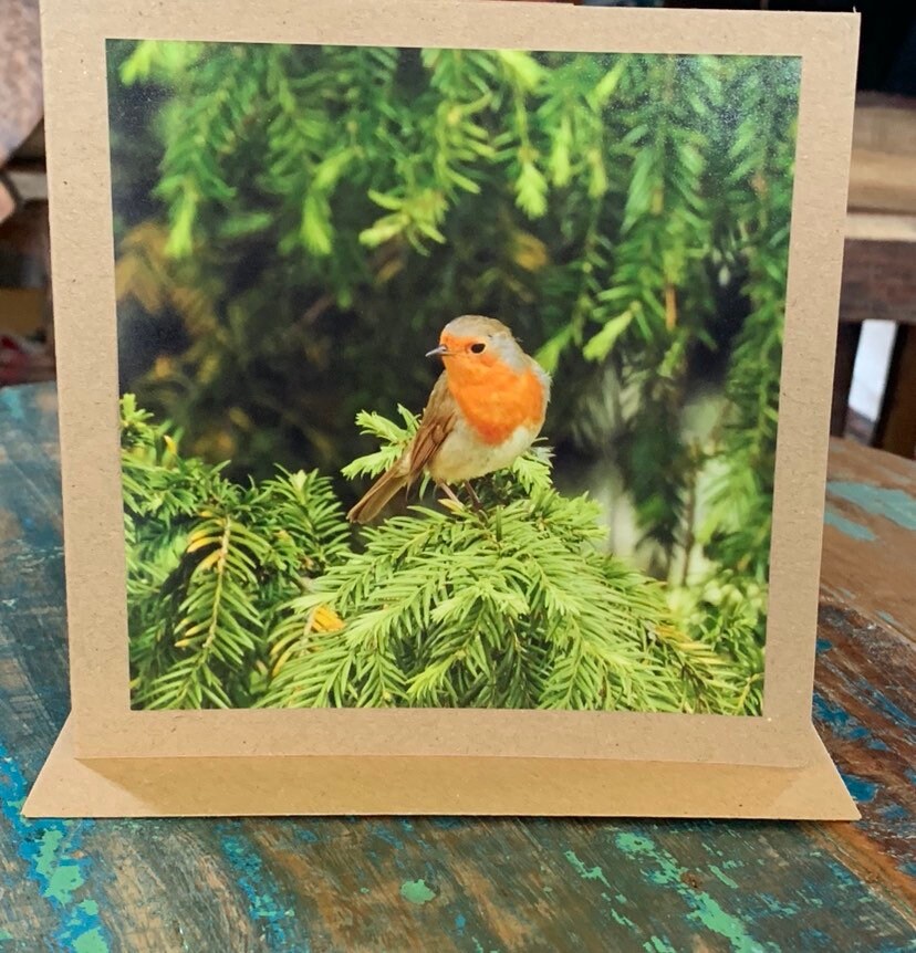 Recycled card, handmade card, Robin card, English nature card. Birthday card. Greetings card, birthday, thank you card, wildlife card, photo