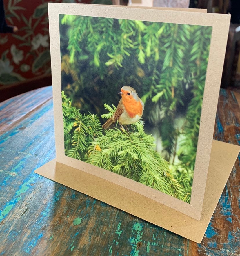 Recycled card, handmade card, Robin card, English nature card. Birthday card. Greetings card, birthday, thank you card, wildlife card, photo