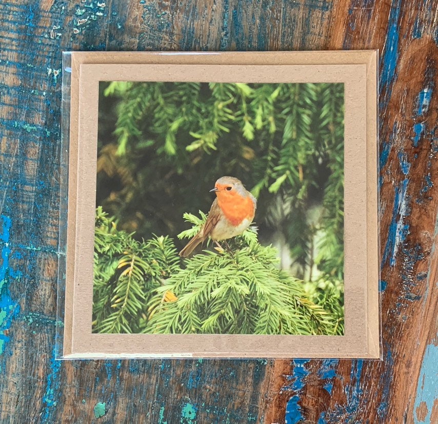 Recycled card, handmade card, Robin card, English nature card. Birthday card. Greetings card, birthday, thank you card, wildlife card, photo