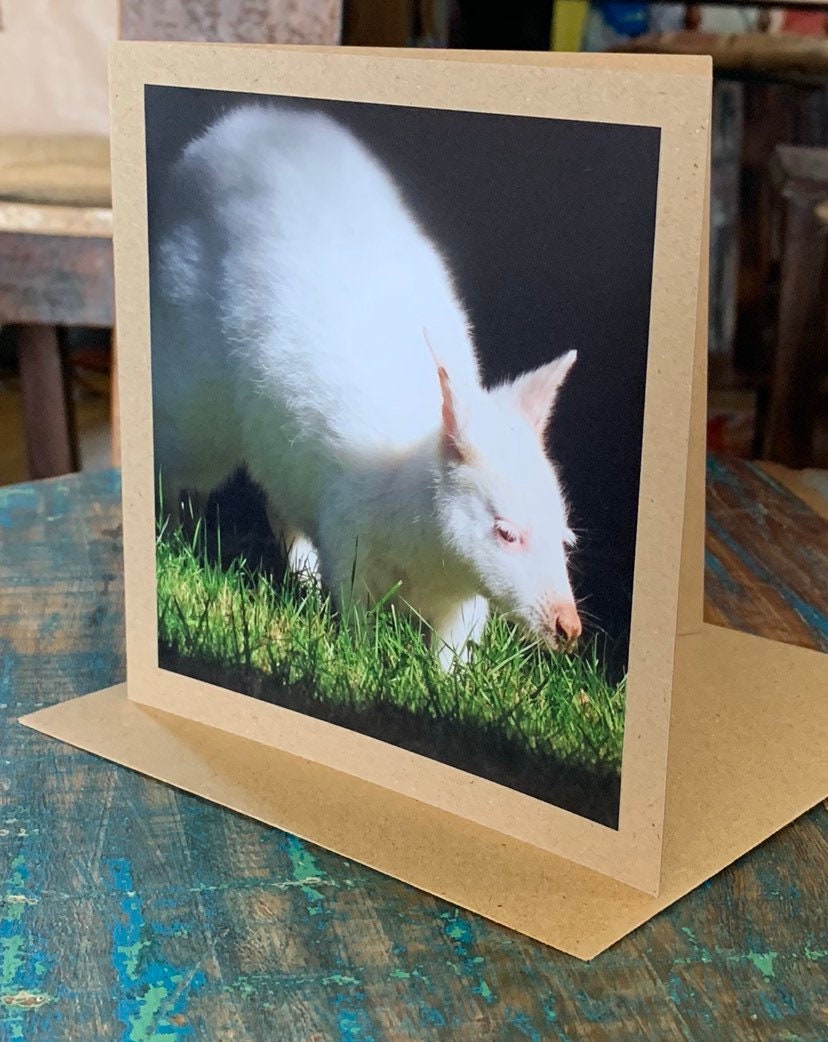 recycled card, eco friendly geetings card, albino wallaby. Birthday card, handmade card, thank you card, Blank card. Gift for her