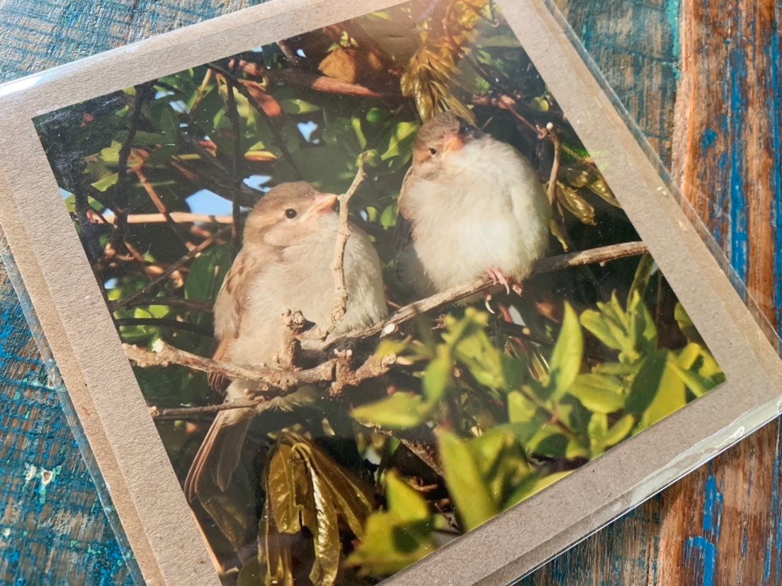 Handmade card. Recycled card. English nature photo card. Unique unusual card. Love card. Bird card. Anniversary card. Birthday card. Eco