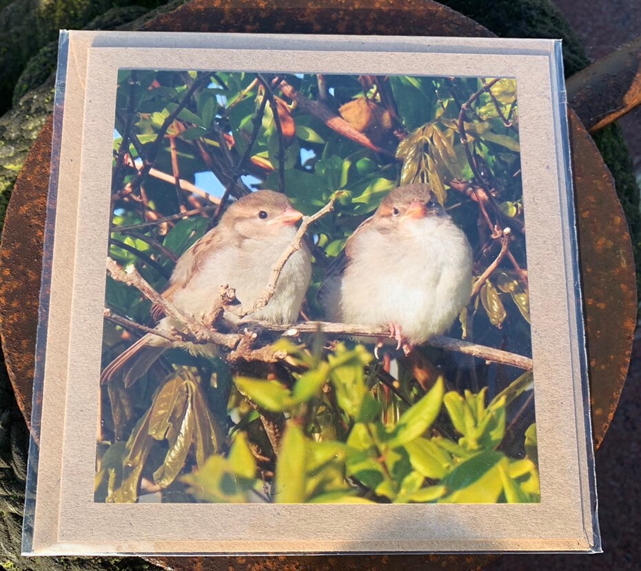 Handmade card. Recycled card. English nature photo card. Unique unusual card. Love card. Bird card. Anniversary card. Birthday card. Eco