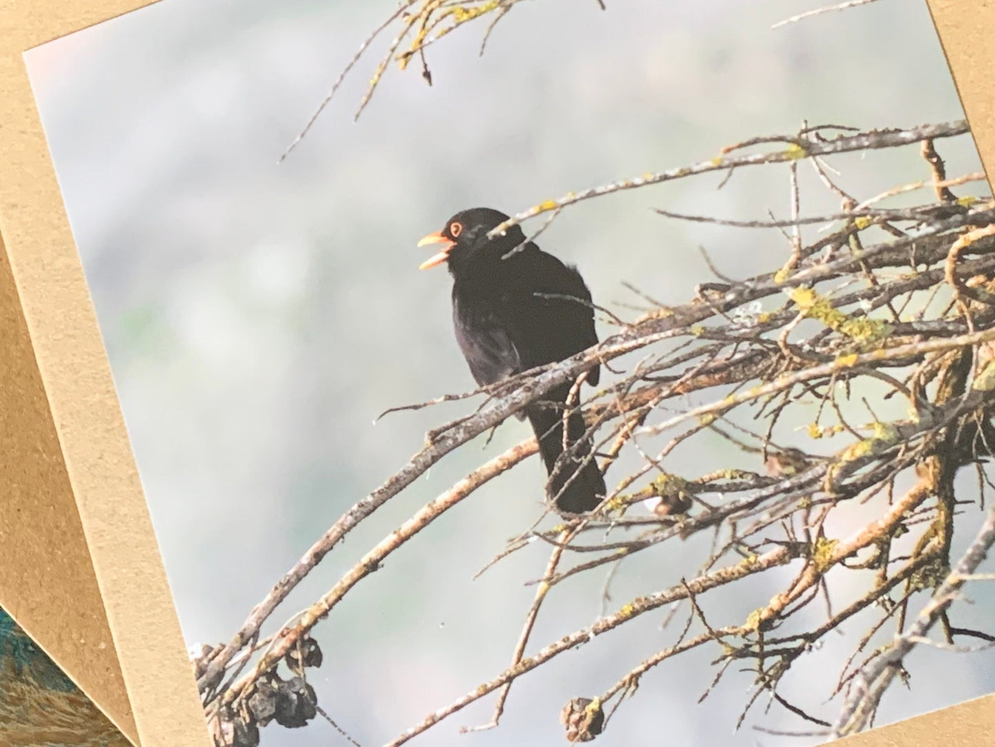 Blackbird card, recycled card, birthday card, English bird card. Eco friendly card. Handmade card. Unusual Thank you card, blank gift card