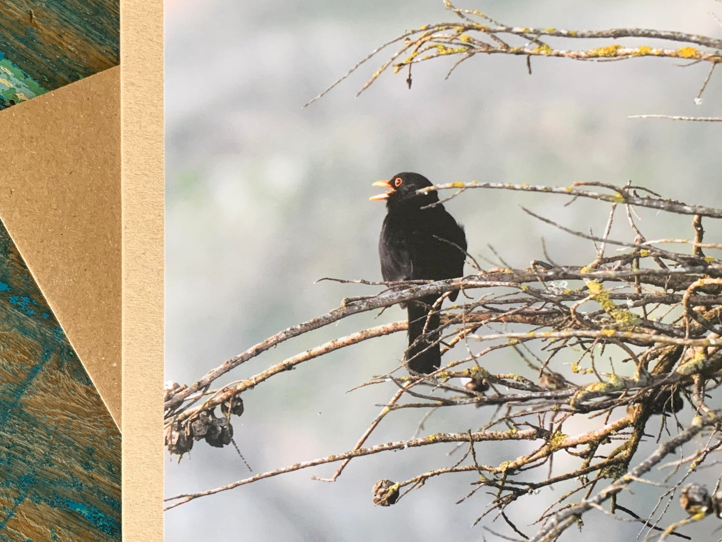 Blackbird card, recycled card, birthday card, English bird card. Eco friendly card. Handmade card. Unusual Thank you card, blank gift card