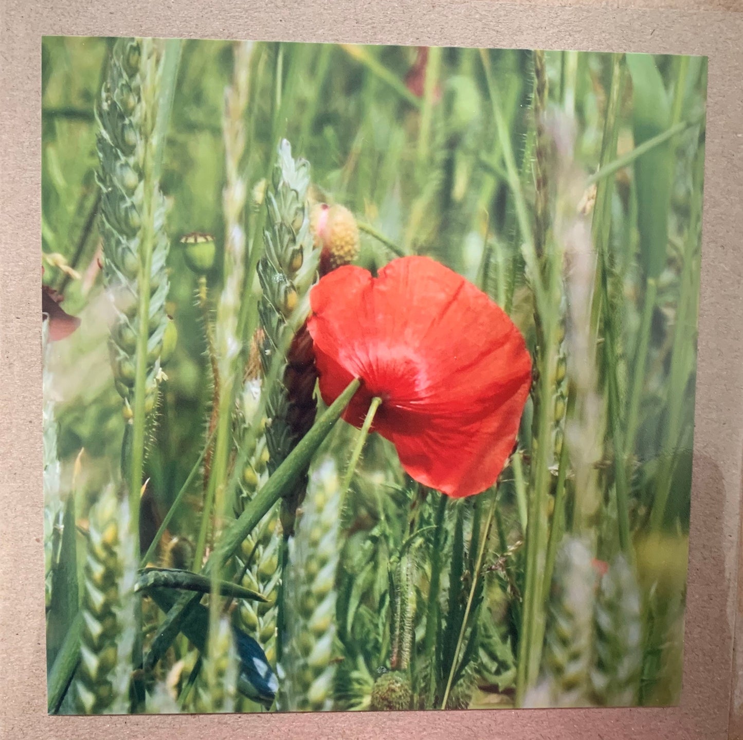 Flower card, recycled card, birthday card, remembrance card, Eco friendly card. Handmade card. Unusual card, blank gift card, poppy card