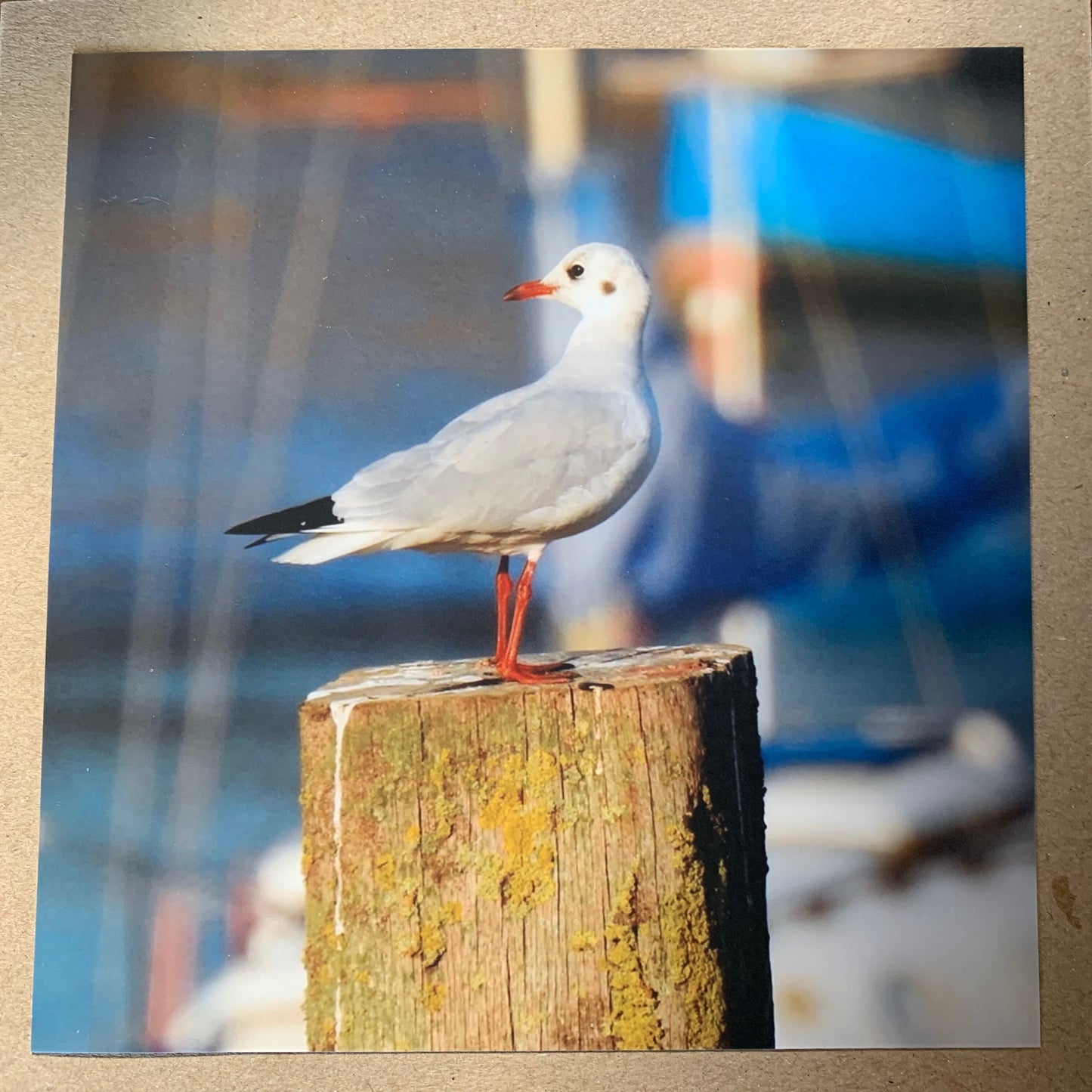 Seagull card, recycled card, birthday card, recycled card. Eco friendly card. Handmade card. Unusual Thank you card, blank gift card, bird