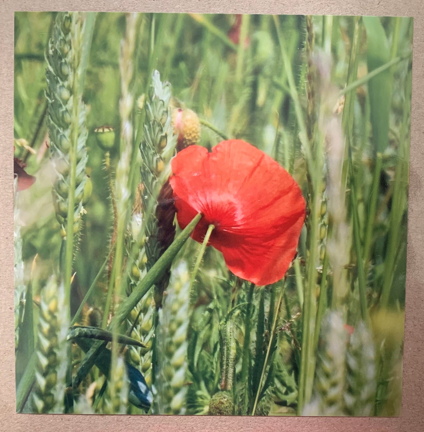 Flower card, recycled card, birthday card, remembrance card, Eco friendly card. Handmade card. Unusual card, blank gift card, poppy card