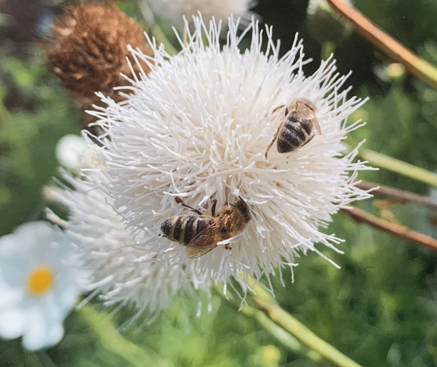 Bee card, recycled card, birthday card. Eco friendly card. Handmade card. Thank you card, blank gift card, English nature card, gift for her