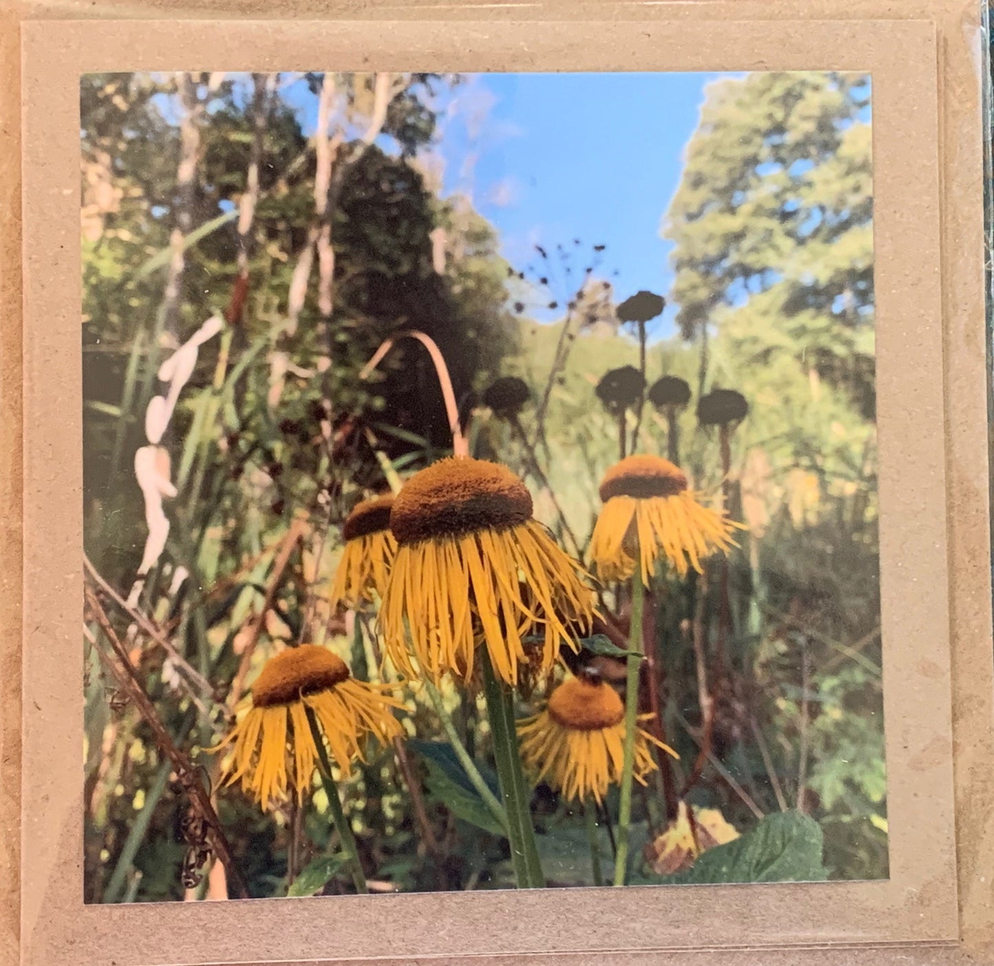 Echinacea Flower card, recycled card. Eco friendly card. Handmade card, blank gift card, Birthday card, photo card, thank you card, nature