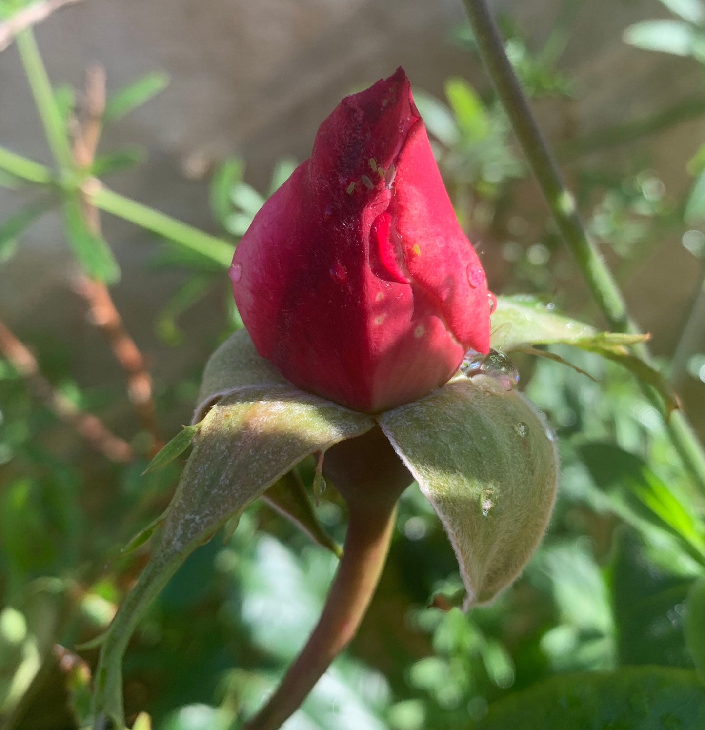 Romantic Red Rose Pendant, Boho Flower Necklace, Unique Handcrafted Gift for Her