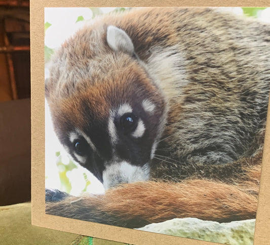 Coati card, handmade card for her, gift for him. Recycled card, eco friendly card. Wildlife photography card, birthday card, eco nature card