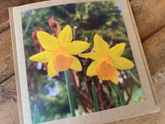 Daffodil card, flower card, recycled card, birthday card, nature card. Eco friendly card. Handmade card. Easter card, Easter present