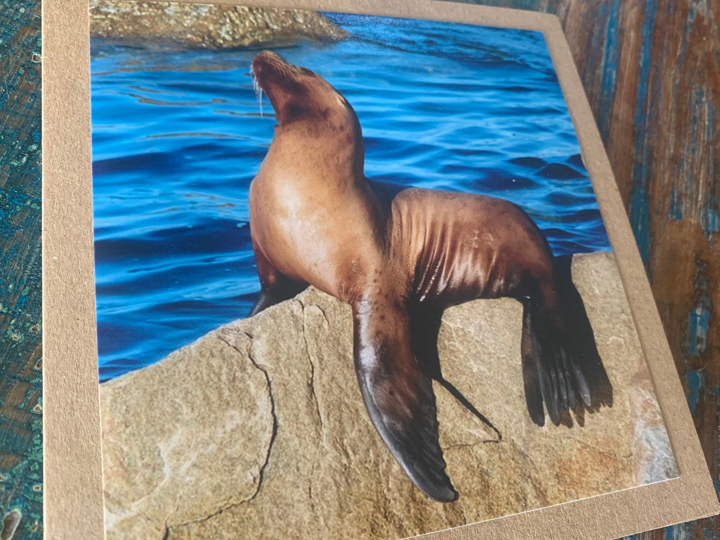 Sea lion card, recycled card, handmade card, beach card, wildlife card, nature card, eco friendly card, ethical card, recycled gift for him