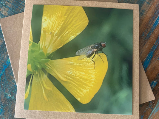 Flower card, recycled card, birthday card, insect card, fly card. Eco friendly card. Handmade card. Unusual card, blank card, floral card