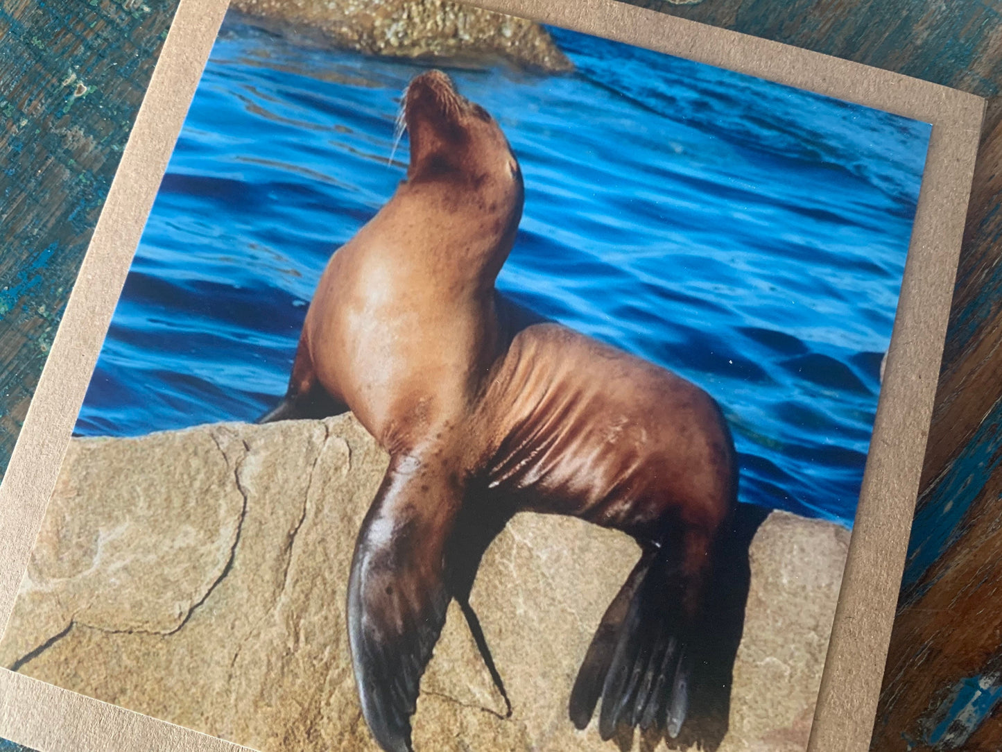 Sea lion card, recycled card, handmade card, beach card, wildlife card, nature card, eco friendly card, ethical card, recycled gift for him