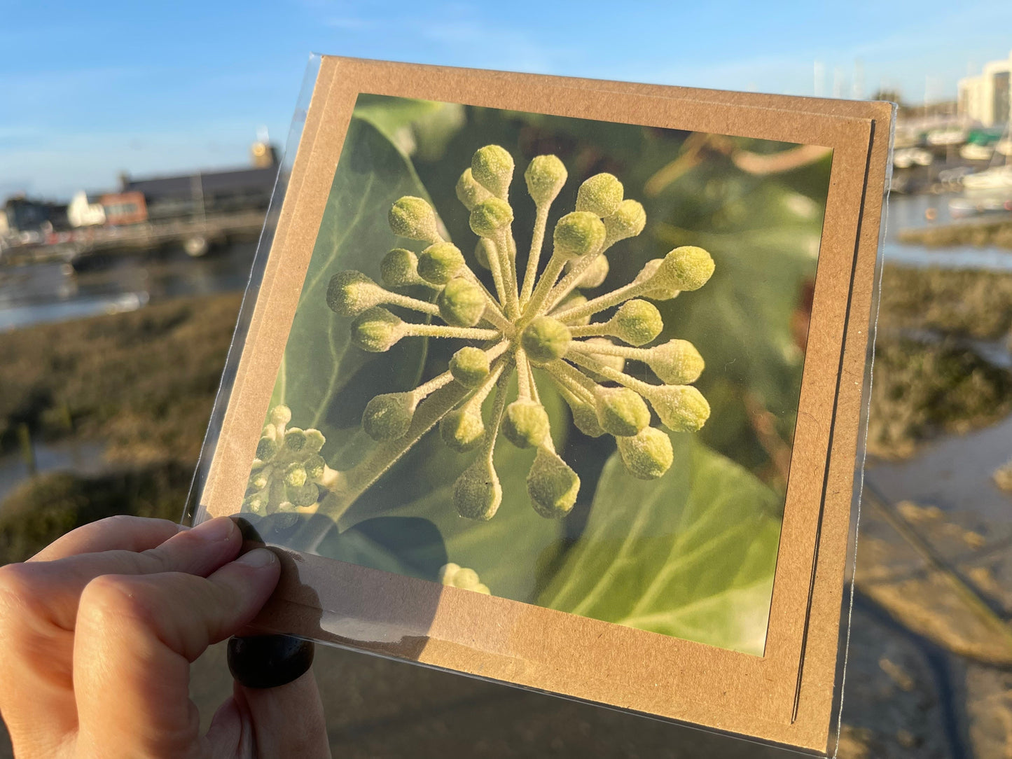 Ivy card, Flower card, recycled card. Eco friendly card. Handmade card, Birthday card, ethical card, photo card, thank you card, plant card