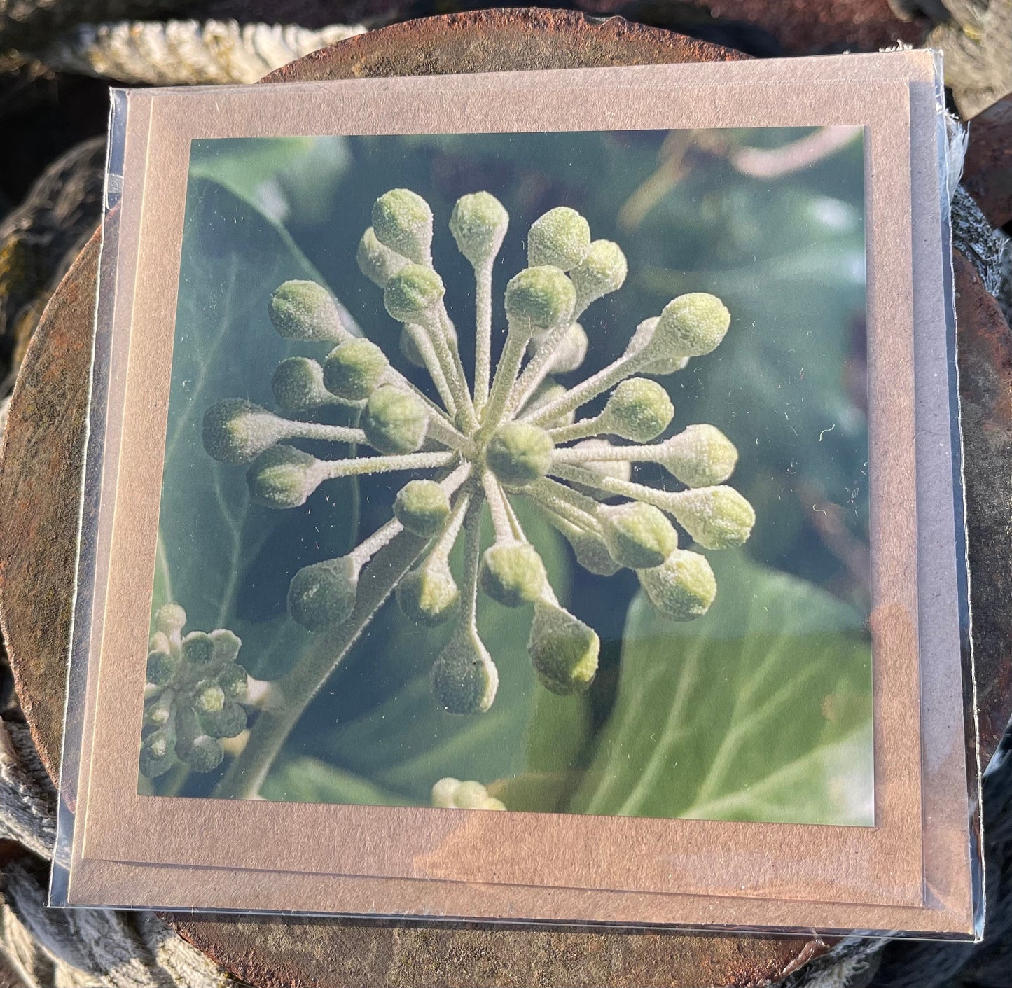 Ivy card, Flower card, recycled card. Eco friendly card. Handmade card, Birthday card, ethical card, photo card, thank you card, plant card