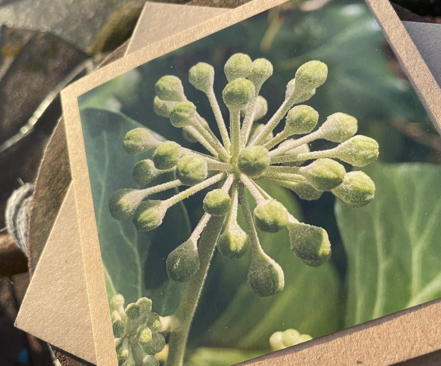 Ivy card, Flower card, recycled card. Eco friendly card. Handmade card, Birthday card, ethical card, photo card, thank you card, plant card