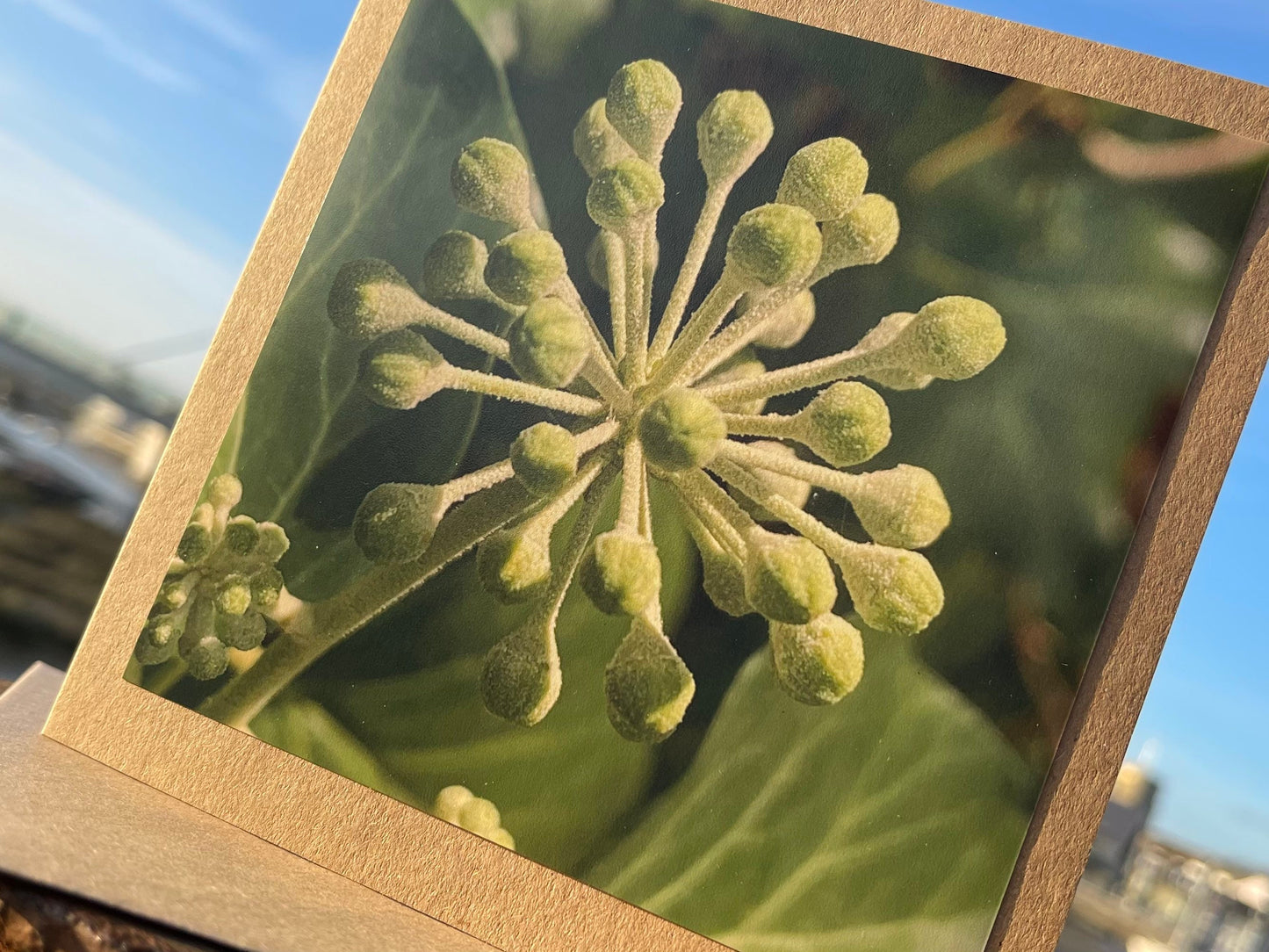 Ivy card, Flower card, recycled card. Eco friendly card. Handmade card, Birthday card, ethical card, photo card, thank you card, plant card