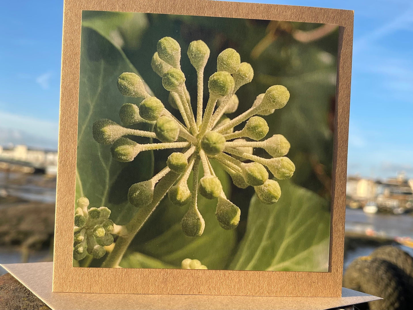 Ivy card, Flower card, recycled card. Eco friendly card. Handmade card, Birthday card, ethical card, photo card, thank you card, plant card