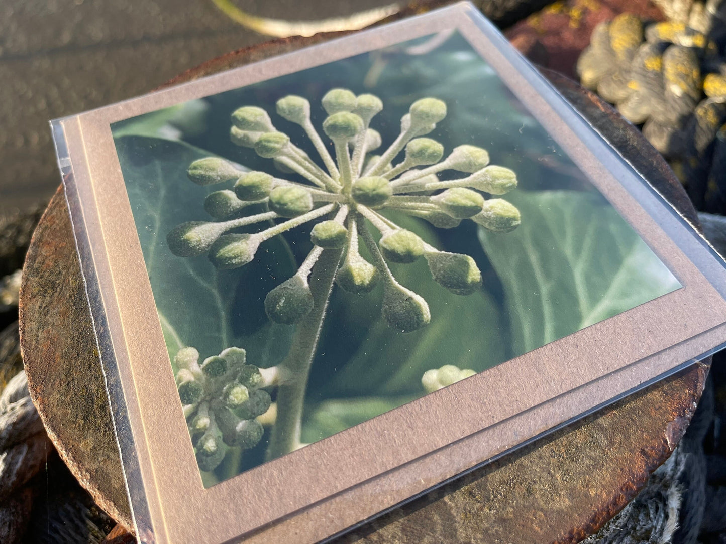 Ivy card, Flower card, recycled card. Eco friendly card. Handmade card, Birthday card, ethical card, photo card, thank you card, plant card