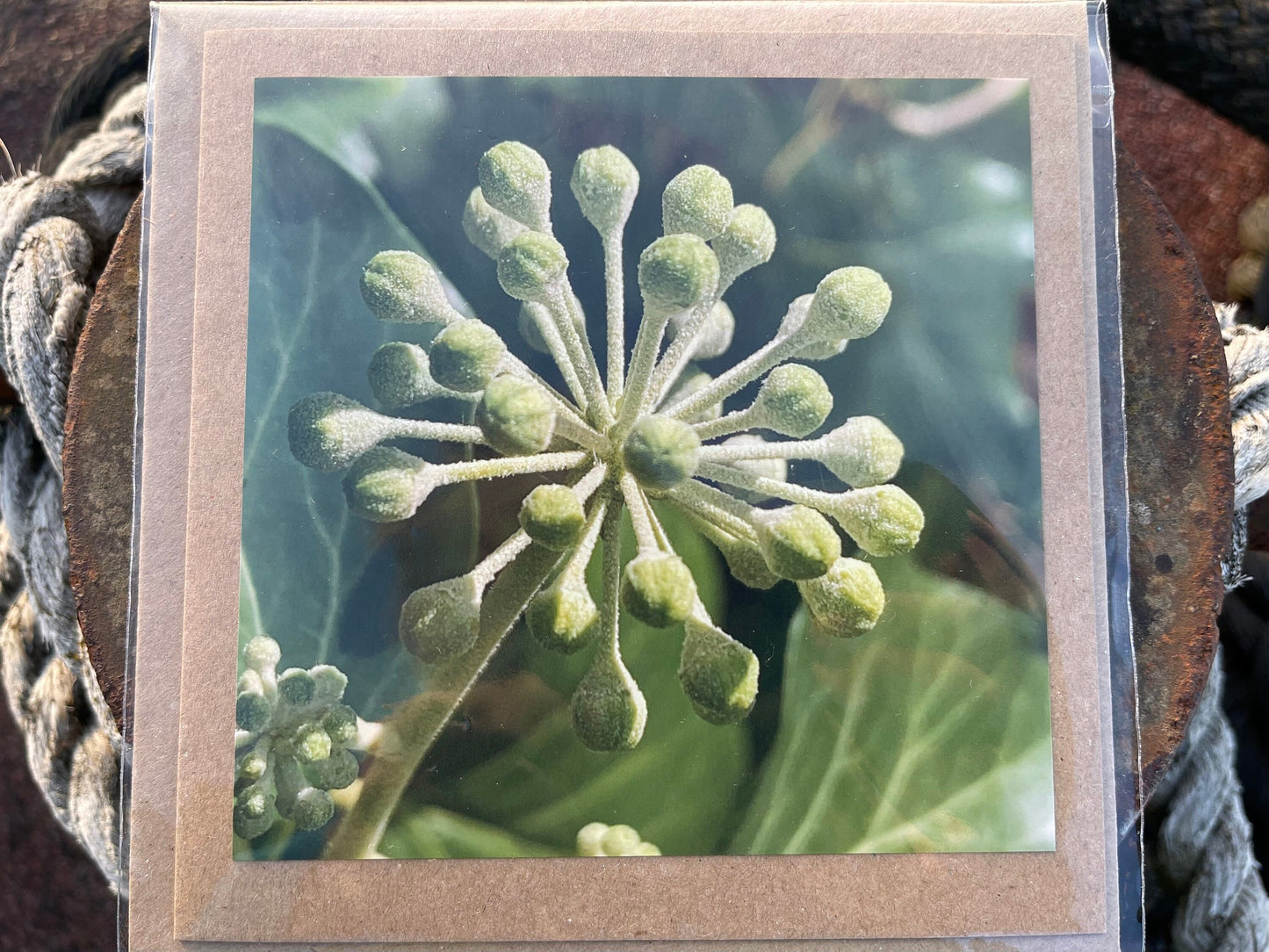 Ivy card, Flower card, recycled card. Eco friendly card. Handmade card, Birthday card, ethical card, photo card, thank you card, plant card