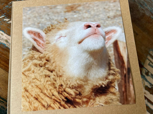 Sheep card, handmade card for her, gift for him. Recycled card, eco friendly card. Wildlife photography card, birthday card, nature card