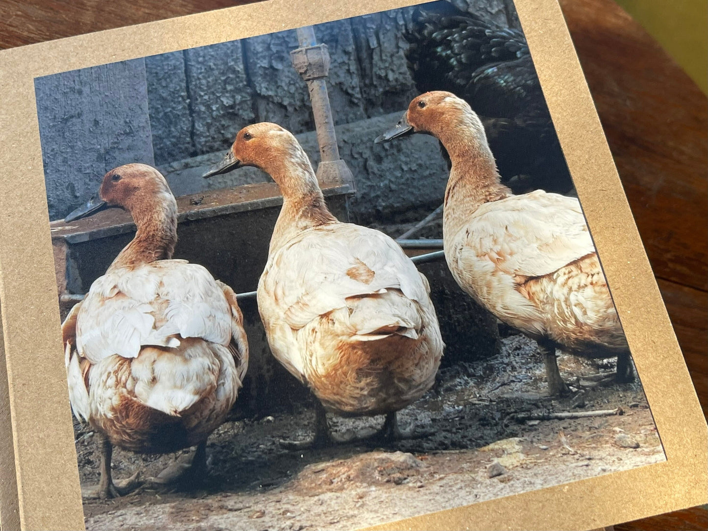 Duck card, bird card, nature card, handmade card, photo card, thank you card. Easter card, birthday card. Blank gift card, Wildlife card