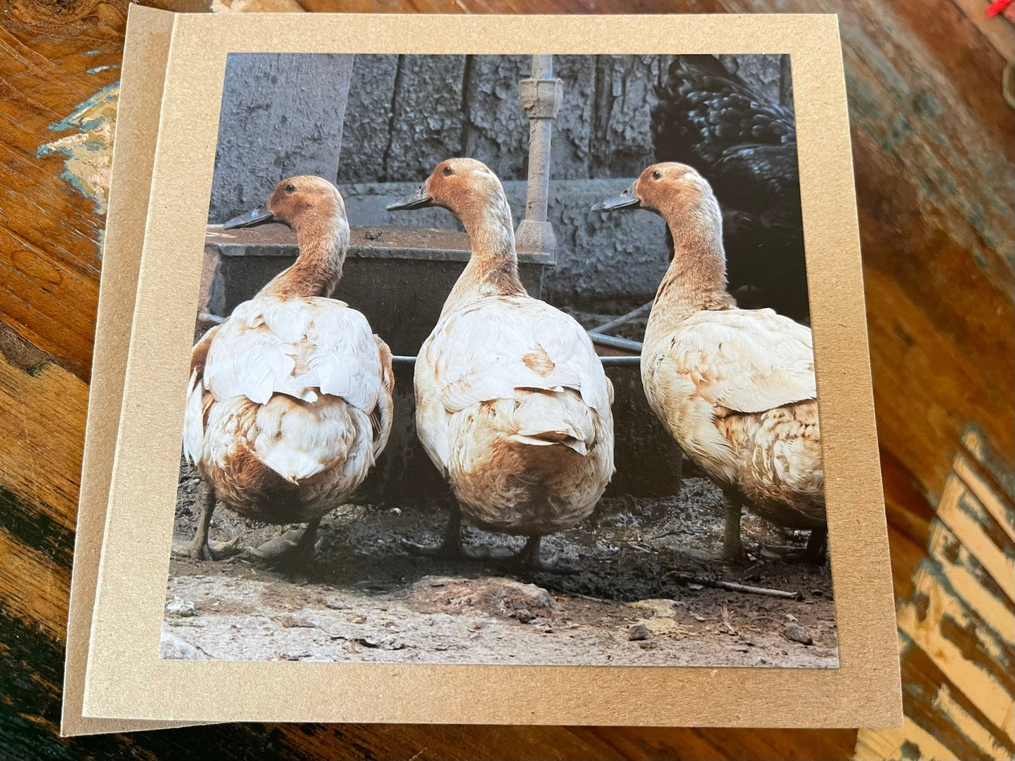 Duck card, bird card, nature card, handmade card, photo card, thank you card. Easter card, birthday card. Blank gift card, Wildlife card