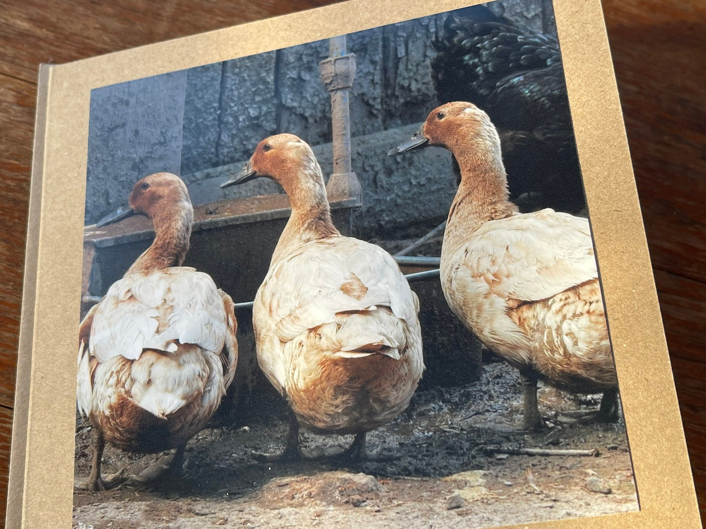 Duck card, bird card, nature card, handmade card, photo card, thank you card. Easter card, birthday card. Blank gift card, Wildlife card