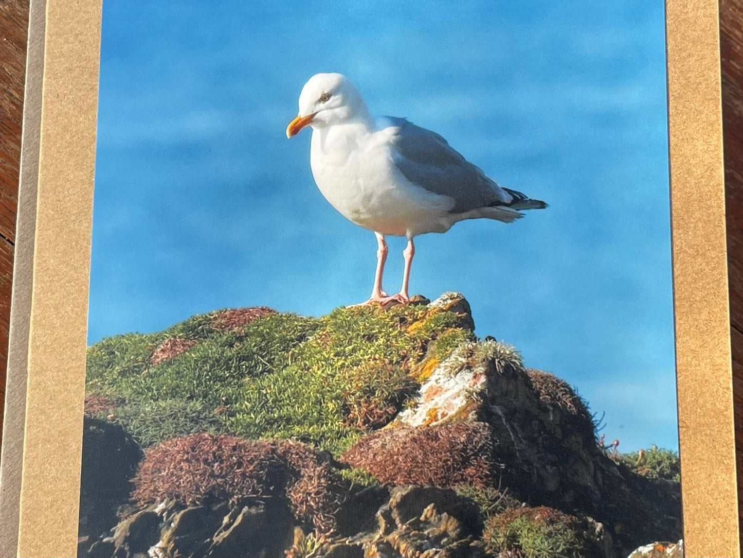 Seagull card, recycled card, birthday card, recycled card. Eco friendly card. Handmade card. Unusual Thank you card, blank gift card, bird