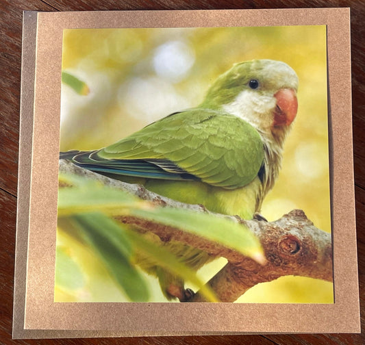 Parrot card, recycled card, birthday card, recycled card. Eco friendly card. Handmade card. Unusual Thank you card, blank gift card