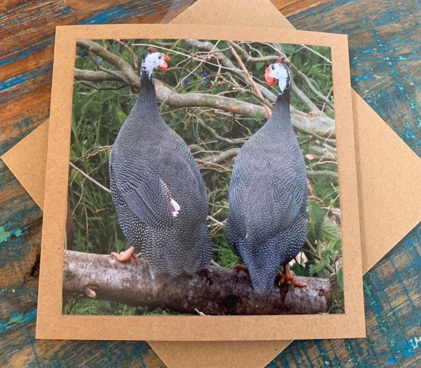 Handmade card, guineafowl card. Blank photo card. Gift for him, recycled card bird card, thank you card, unusual card, English wildlife card