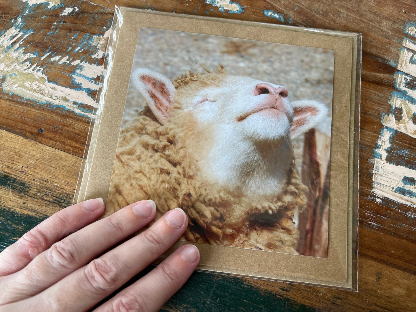 Sheep card, handmade card for her, gift for him. Recycled card, eco friendly card. Wildlife photography card, birthday card, nature card