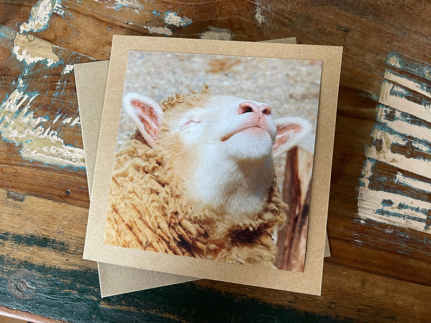 Sheep card, handmade card for her, gift for him. Recycled card, eco friendly card. Wildlife photography card, birthday card, nature card