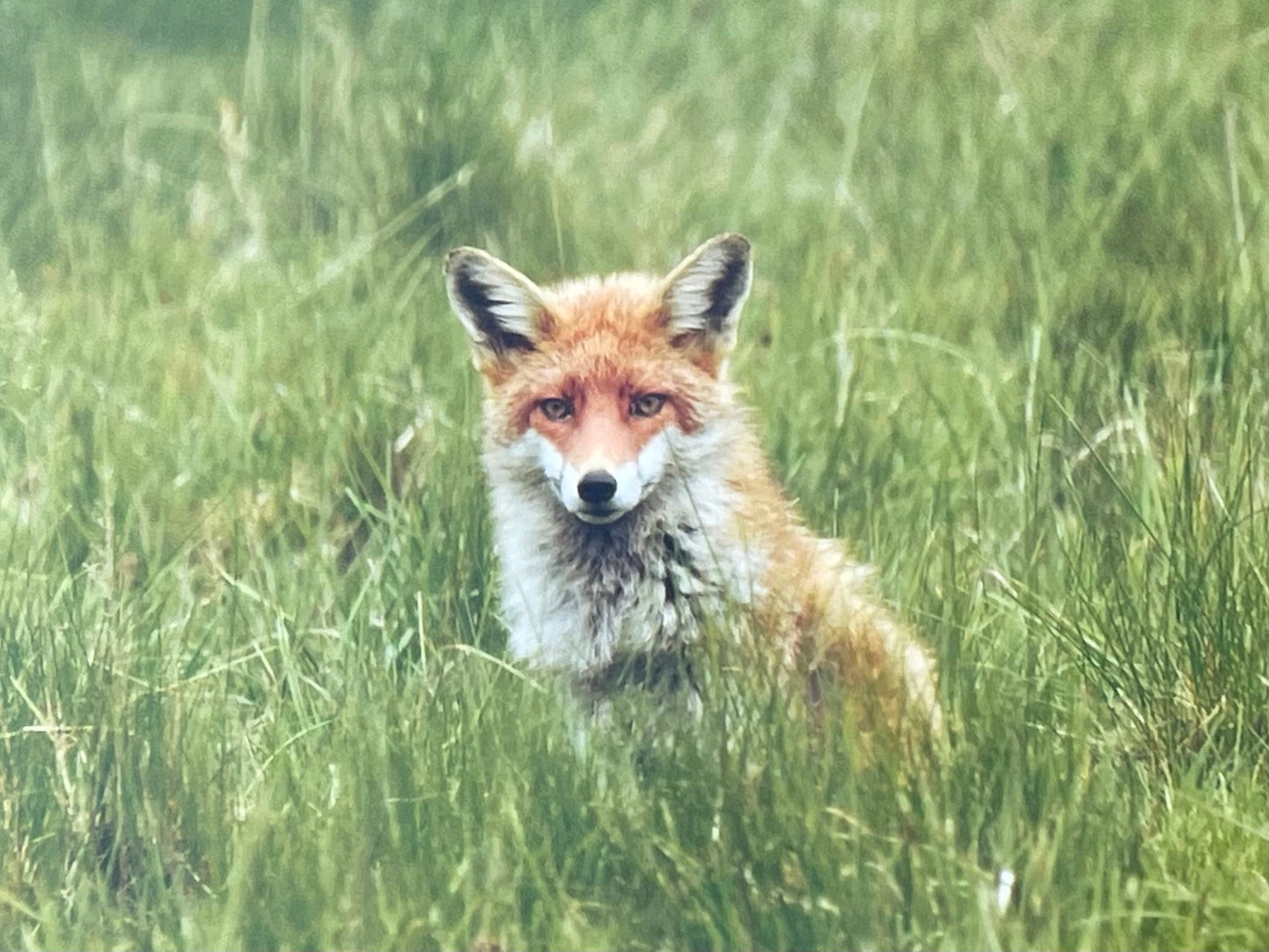 Fox card, recycled card, nature card, birthday card, recycled card. Eco friendly gift card. Handmade card. Blank message card. Eco gift.