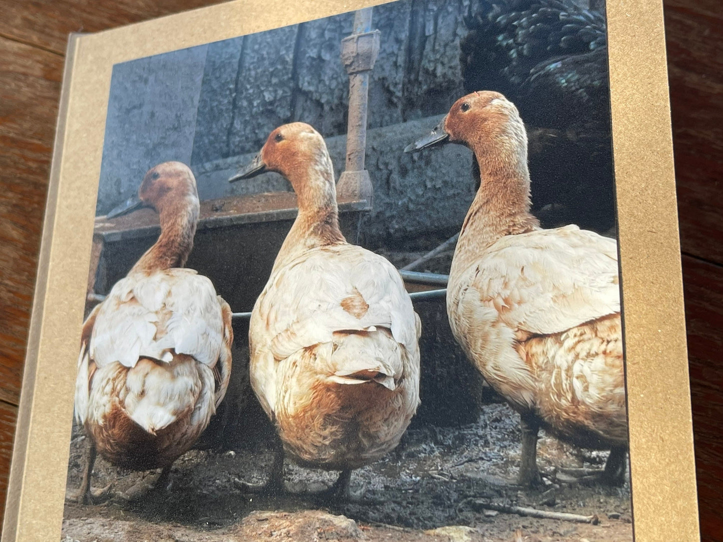 Duck card, bird card, nature card, handmade card, photo card, thank you card. Easter card, birthday card. Blank gift card, Wildlife card