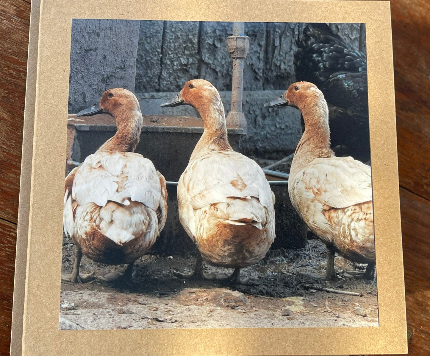 Duck card, bird card, nature card, handmade card, photo card, thank you card. Easter card, birthday card. Blank gift card, Wildlife card