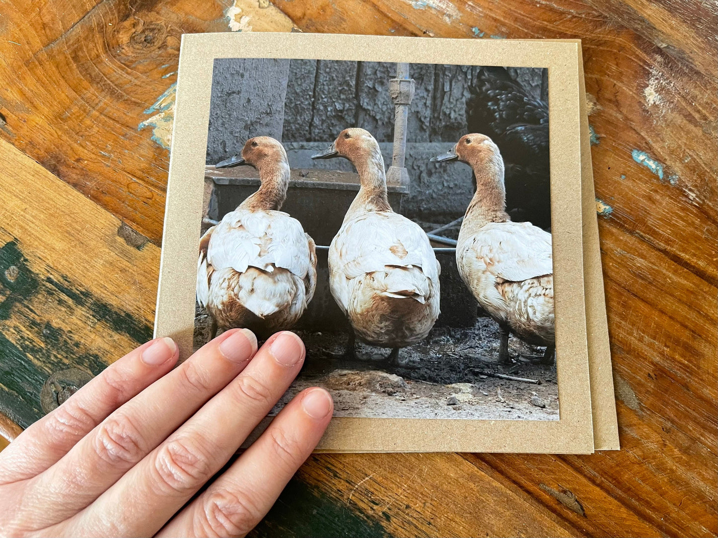 Duck card, bird card, nature card, handmade card, photo card, thank you card. Easter card, birthday card. Blank gift card, Wildlife card