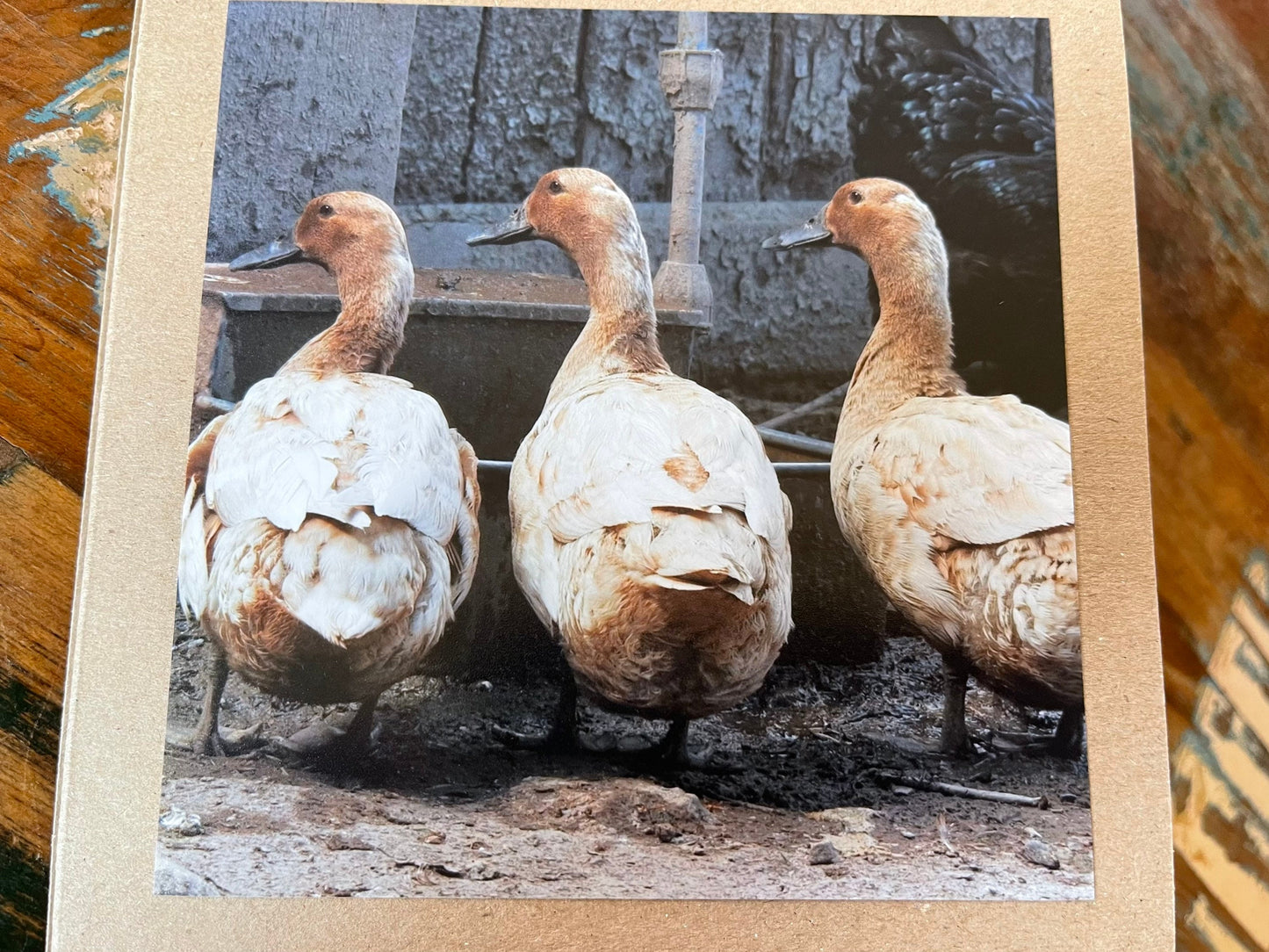 Duck card, bird card, nature card, handmade card, photo card, thank you card. Easter card, birthday card. Blank gift card, Wildlife card