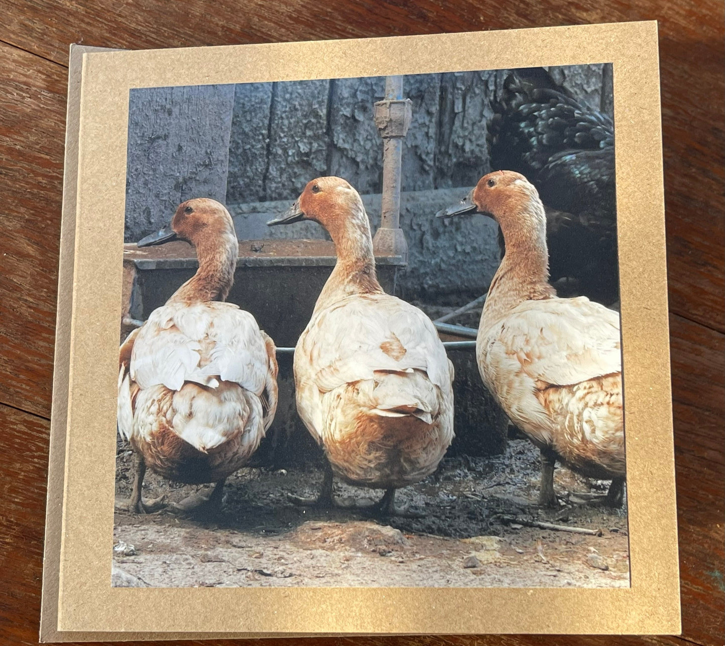 Duck card, bird card, nature card, handmade card, photo card, thank you card. Easter card, birthday card. Blank gift card, Wildlife card