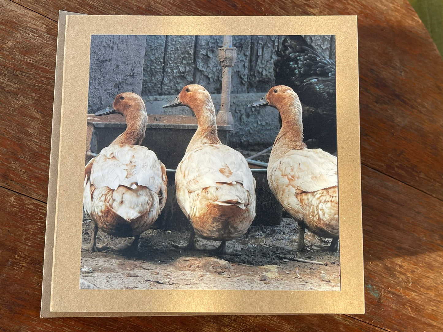 Duck card, bird card, nature card, handmade card, photo card, thank you card. Easter card, birthday card. Blank gift card, Wildlife card