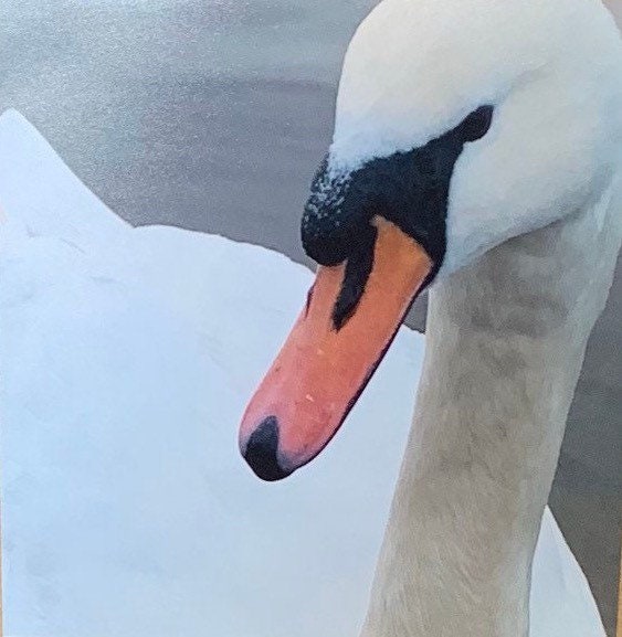 recycled card, handmade card, swan card. Photo card, wildlife card, birthday card, sympathy card, eco friendly blank card, get well card.