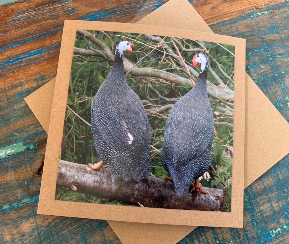 Handmade card, guineafowl card. Blank photo card. Gift for him, recycled card bird card, thank you card, unusual card, English wildlife card