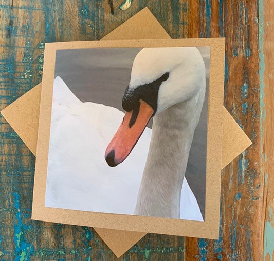 recycled card, handmade card, swan card. Photo card, wildlife card, birthday card, sympathy card, eco friendly blank card, get well card.