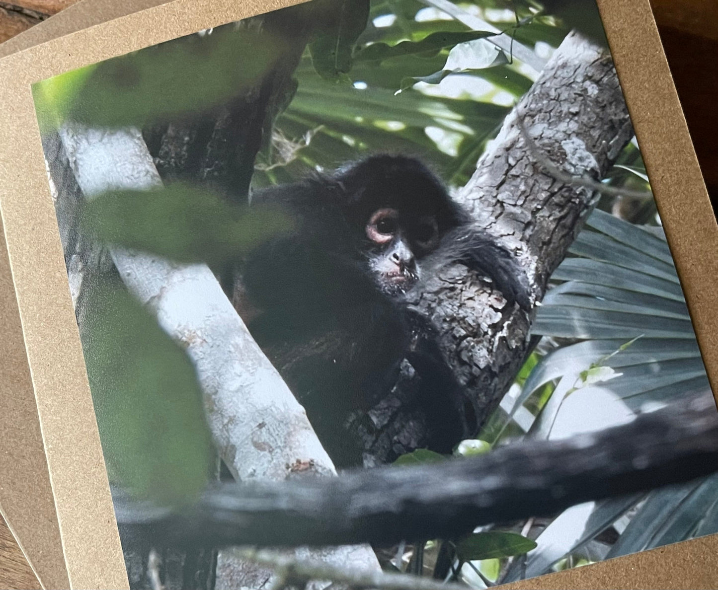 Monkey card. Handmade card, recycled card. Wildlife photography. Eco friendly card, boho nature card, rustic card, card for monkey lover,