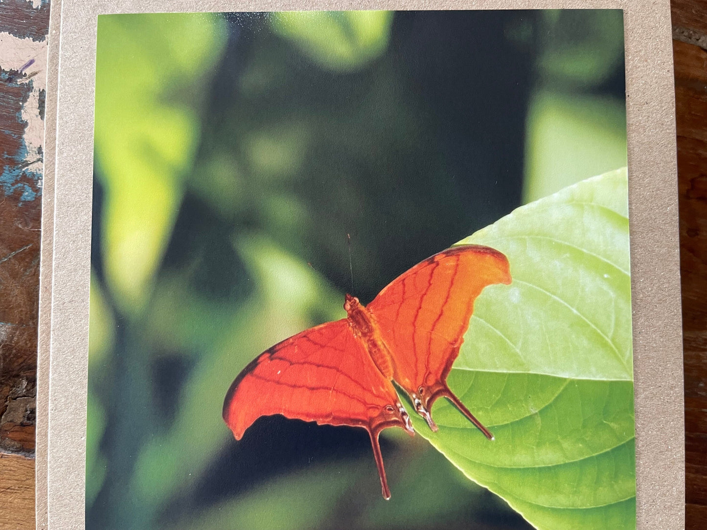 Orange butterfly card, recycled card, birthday card, wildlife card. Eco friendly card. Handmade card. Unusual card, Thank you card, eco card